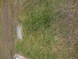 image of grave number 834833